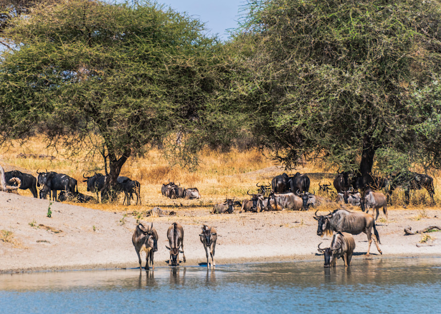Africa, Tarangire National Park, safari