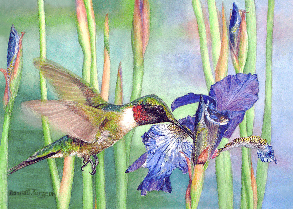Spectacular Ruby-throated Hummingbird Male, a watercolor by Donna Turgeon