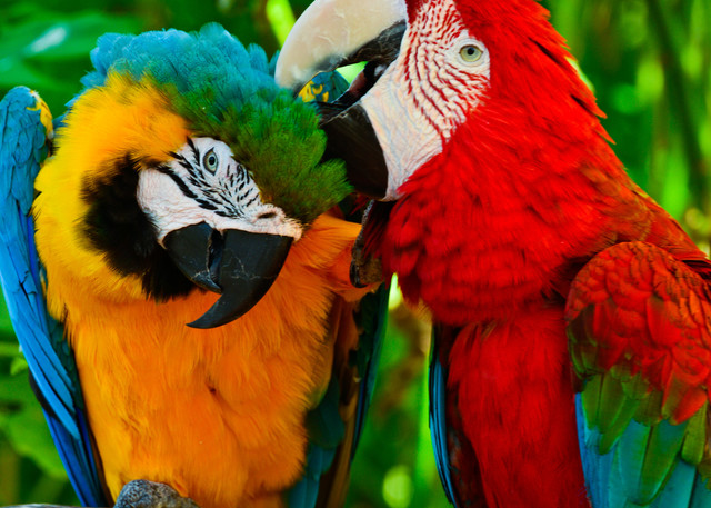 Scarlet Macaws Photography Art | Barbara Masek Photography