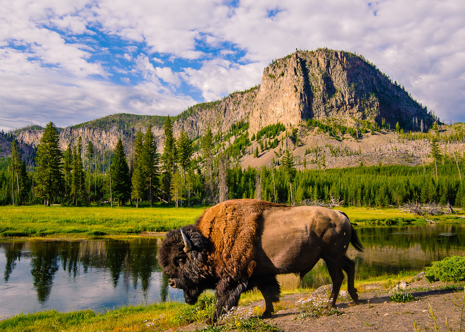 Bison Along the Madison River, Yellowstone Park, Wyoming, 2013