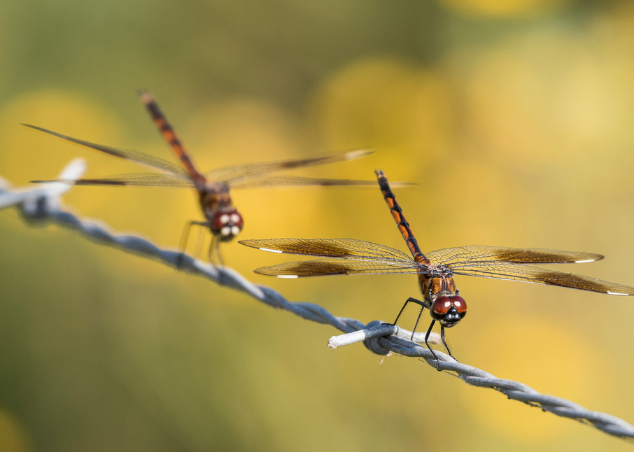 Dragon Flies on Barbed Wire, Damon, Texas