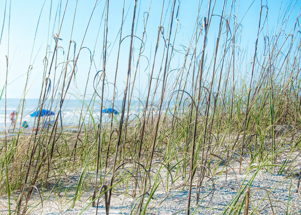 Blue Beach Umbrellas Through The Grass