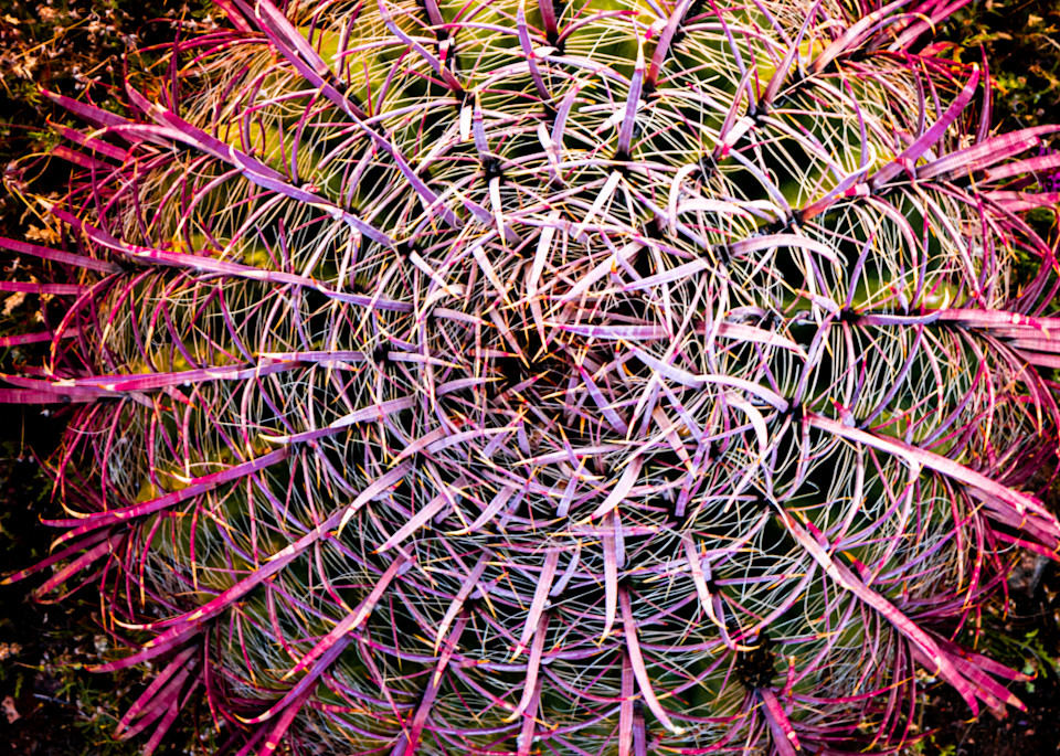 Barrel Cactus Photography Art | Spry Gallery