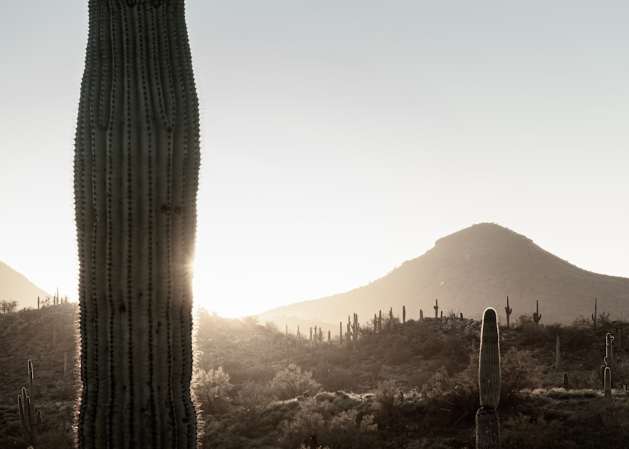 Saguaro Golden Hour Photography Art | Spry Gallery