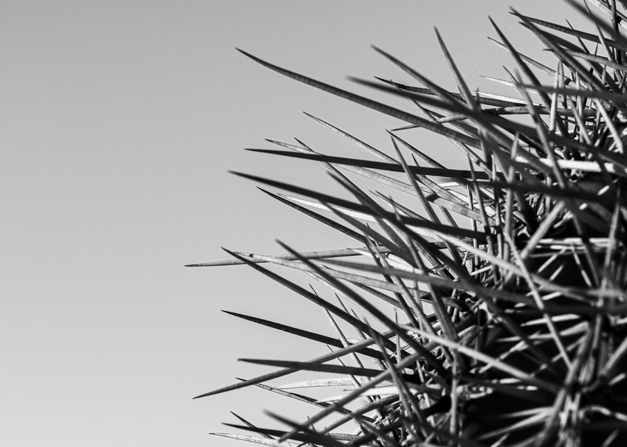 Saguaro Top Photography Art | Spry Gallery