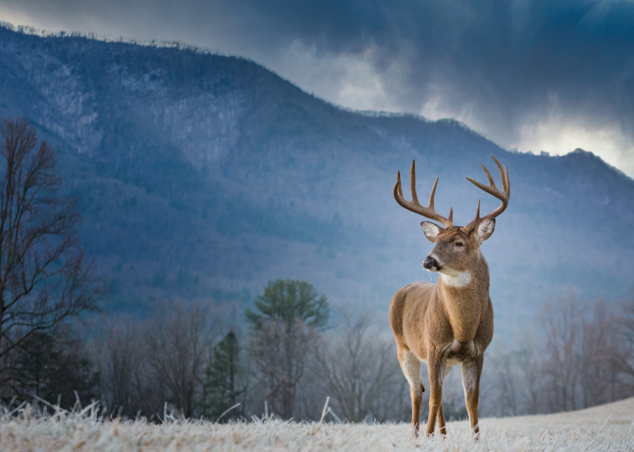 Rutting Whitetail deer in frozen field