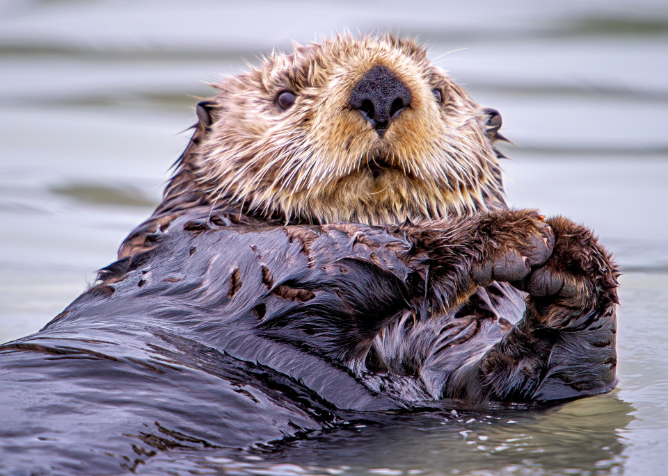 Sea Otter Photography Art | Carol Brooks Parker Fine Art Photography
