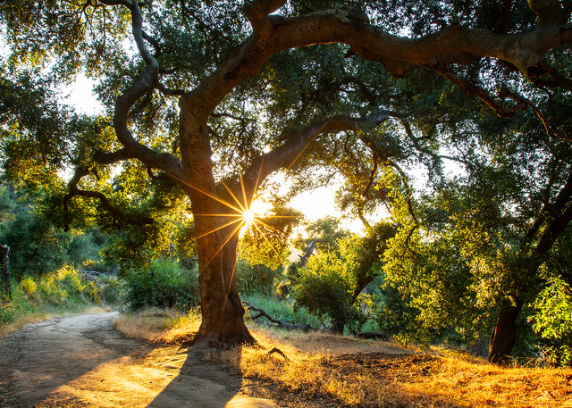 Sunburst tree at Trippet Ranch Photograph as Fine Art