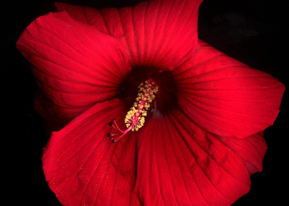 Hibiscus Close 1  Photography Art | Koral Martin Healthcare Art
