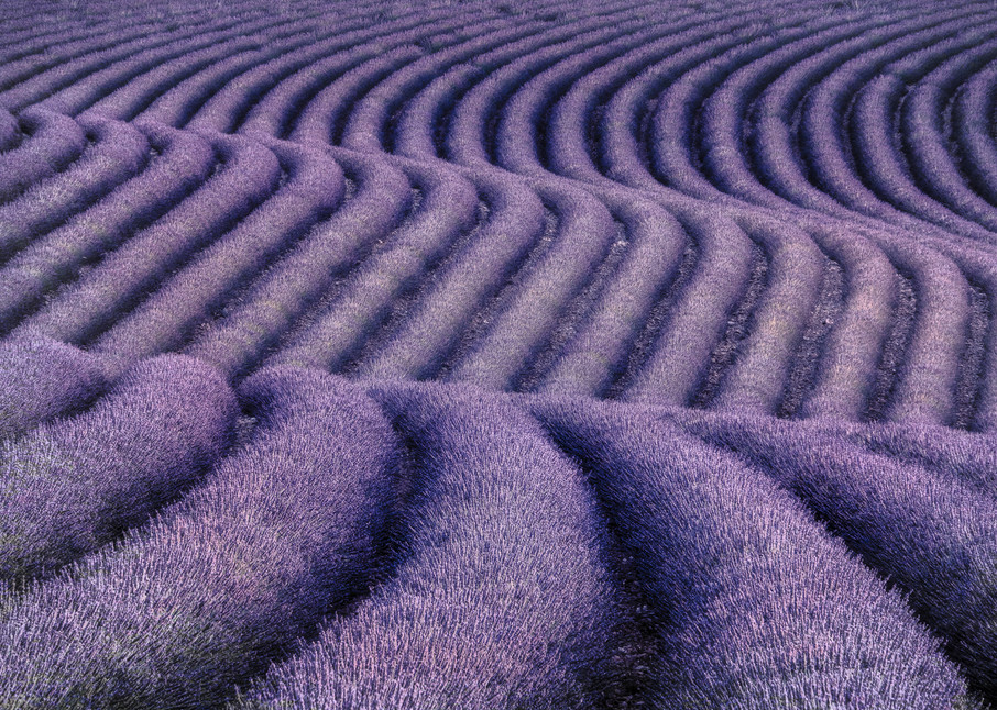 Purple Patterns in Lavender Field