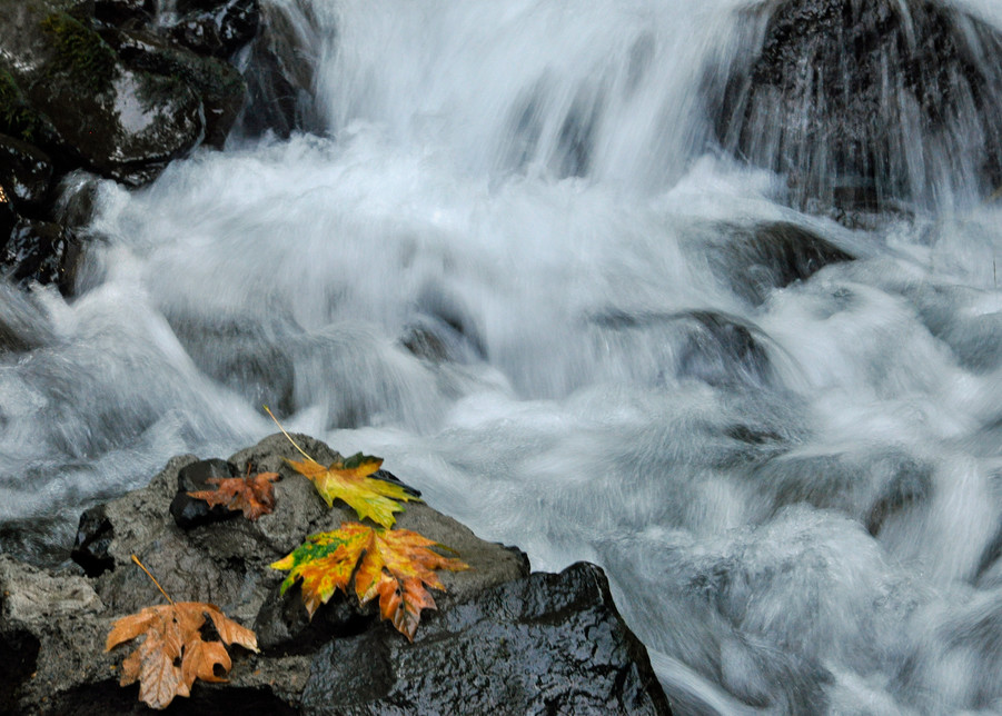 Fall Flow Art | Lynne Medsker Art & Photography, LLC