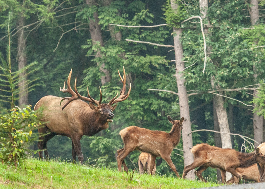 The King And His Herd Photography Art | White Deer Photography 