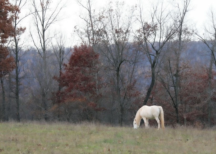 White Pony 2 Photography Art | White Deer Photography 