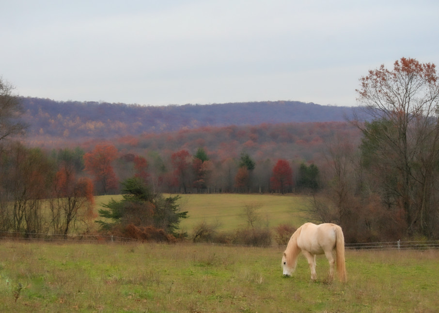 White Pony   Color Photography Art | White Deer Photography 