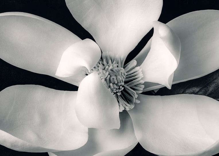 Magnolia Flower Print Black and White