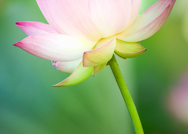 Vertical Pastel Lotus