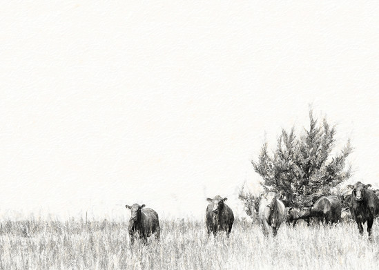 Mama Heifer is in Control, the Grazing in the Pasture in Charcoal Print