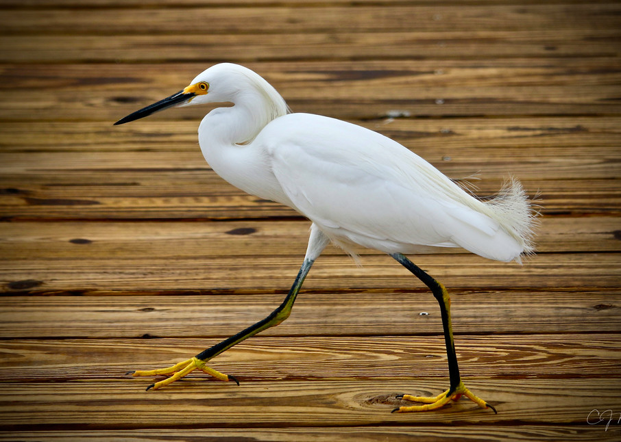 Great White Egret Dock Signed Art | CJ Harding 