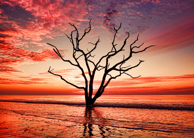 Boneyard Beach Tree