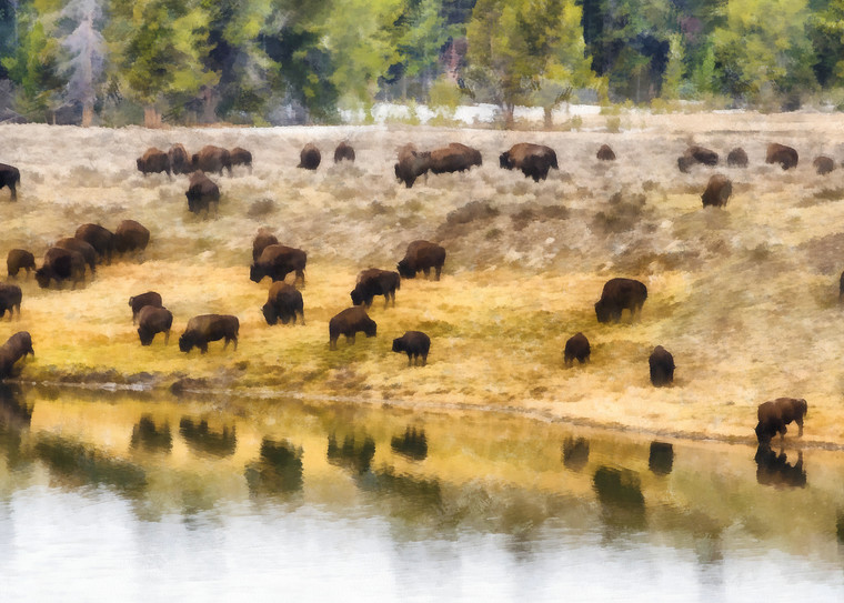 Bison at Indian Pond