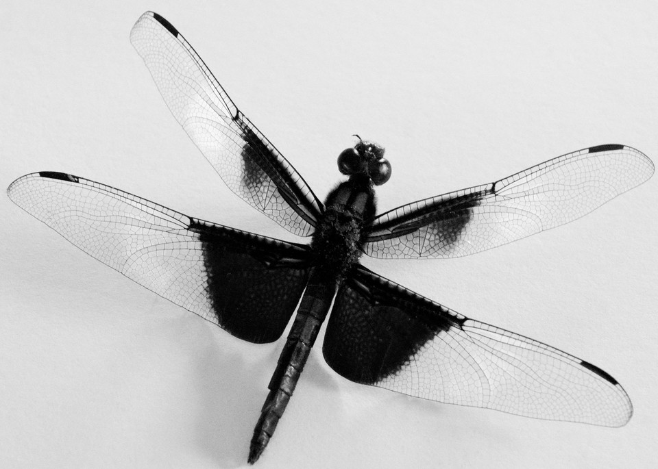 Dragonfly B&W Art | Lynne Medsker Art & Photography, LLC