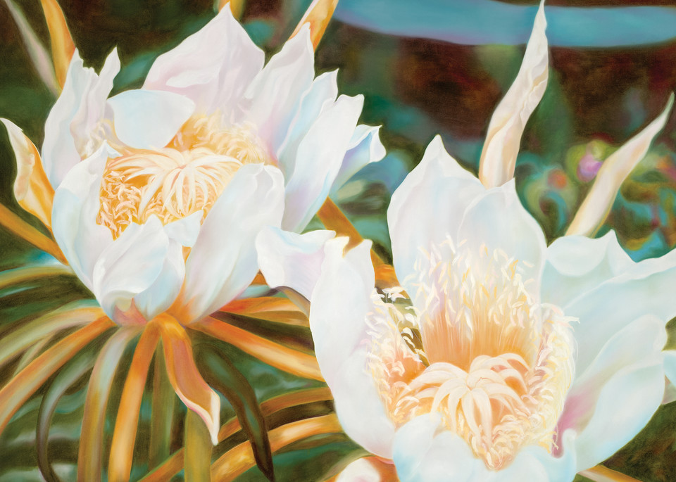 Night Blooming Cereus   Prints Art | Mercedes Fine Art