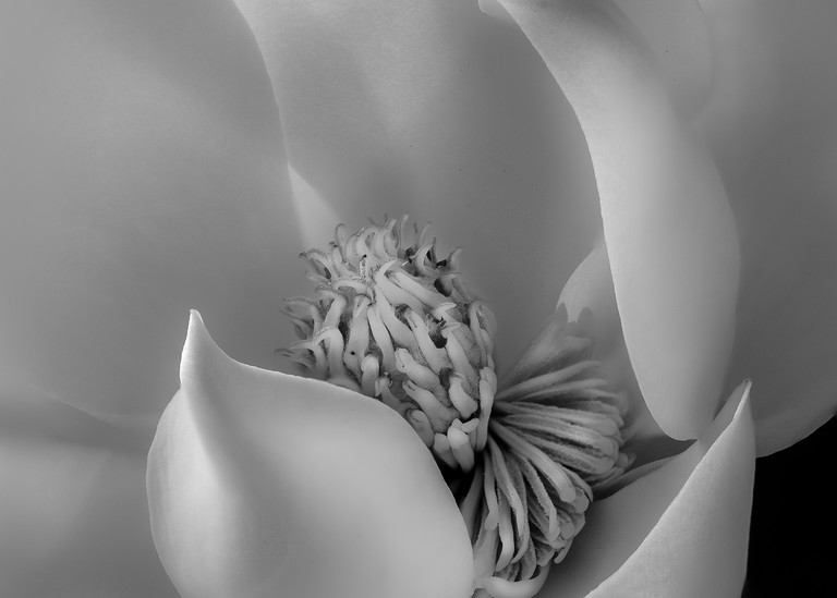 Silver Magnolia flower print