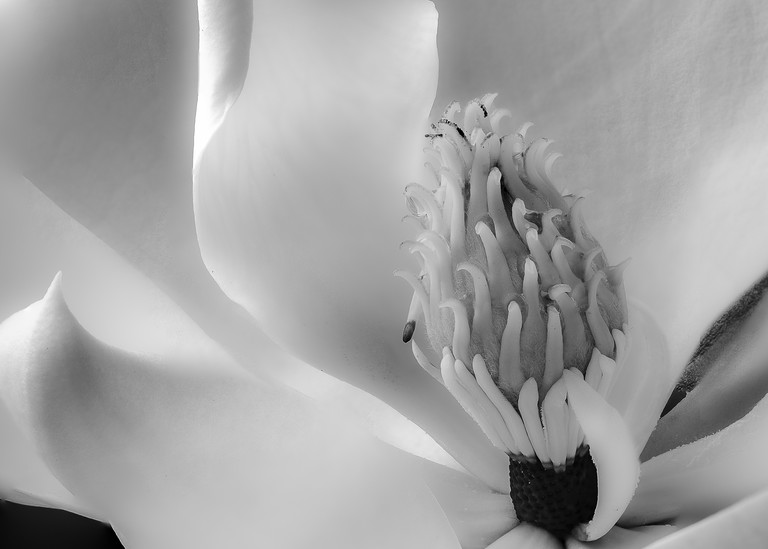 Magnolia Flower Close-up
