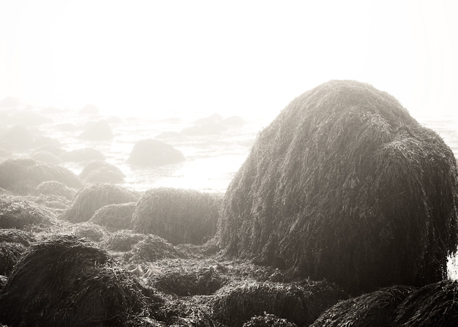 Maine Tidal Study Iv Photography Art | Roman Coia Photographer