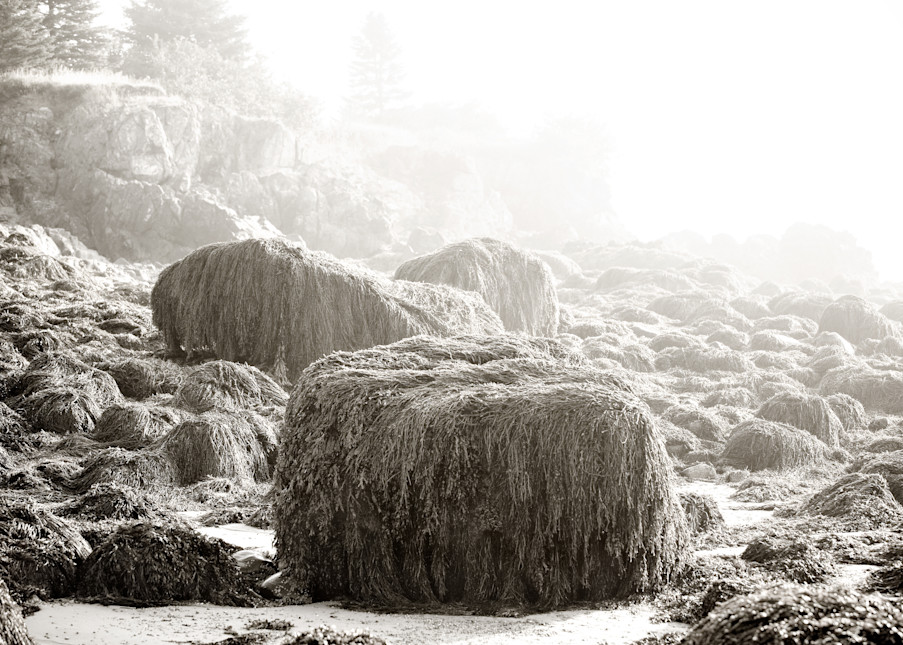Maine Tidal Study Ii Photography Art | Roman Coia Photographer