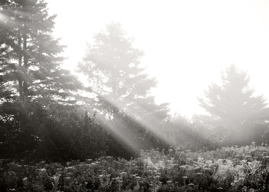 Morning Light On Maine Meadow Photography Art | Roman Coia Photographer