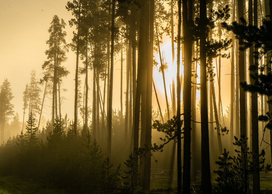 Morning Sun Glows Through The Trees Photography Art | Christopher Scott Photography
