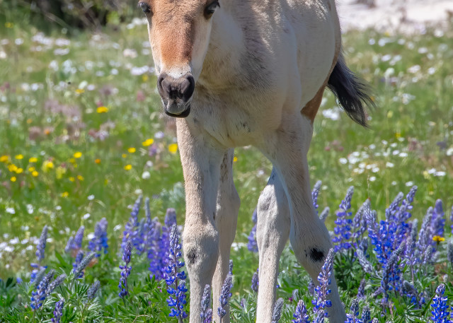 A foal invades the Lupines