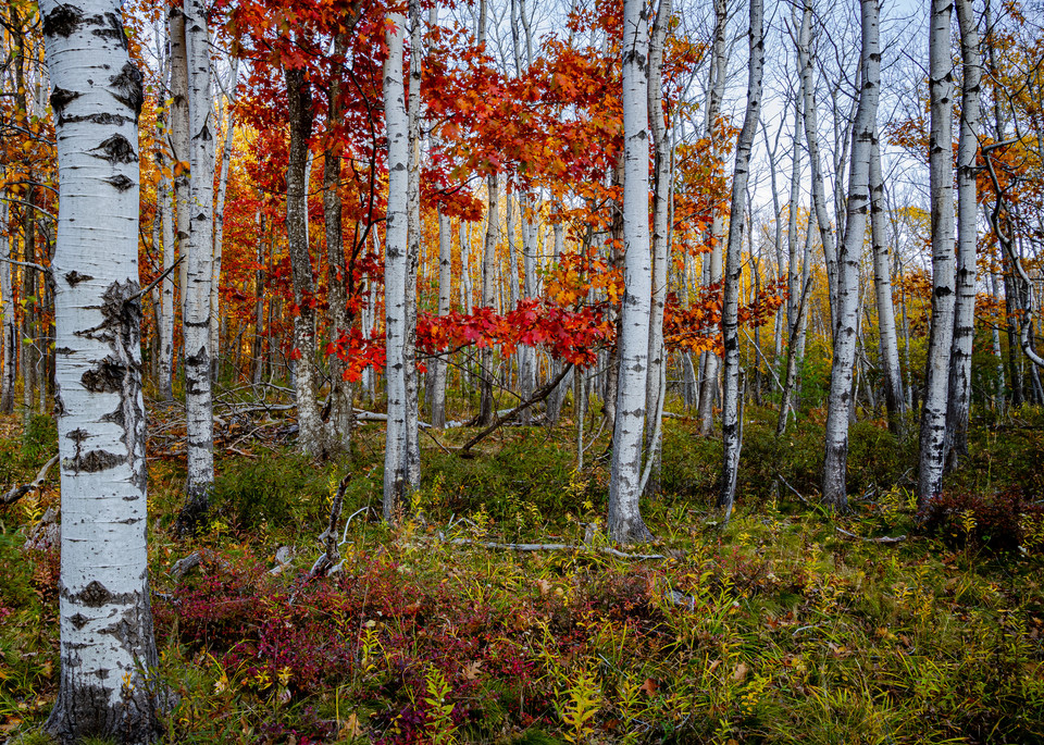 Birch Trees Photography Art | Nelson Rudiak Photography 
