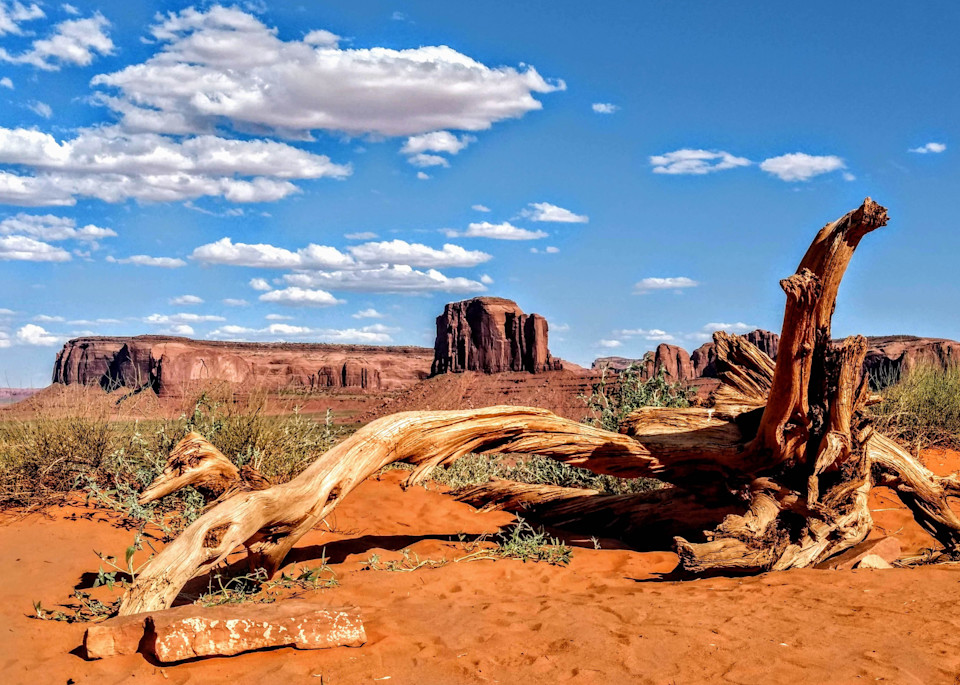 Fallen Tree In Monument Valley Photography Art | Christopher Scott Photography