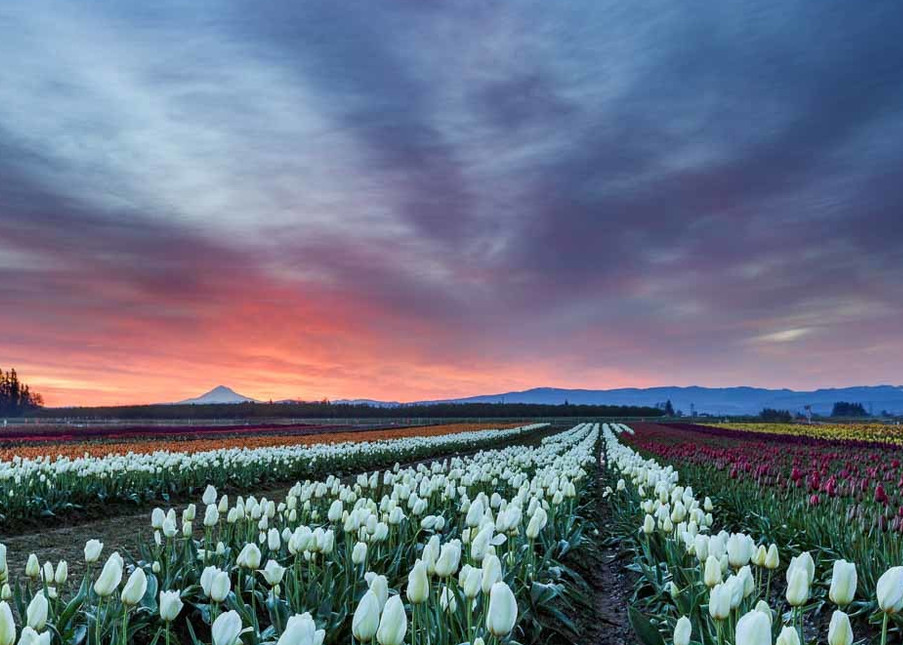 Tulip Farm 6 Of 7 Photography Art | Vldn Taylor Photography