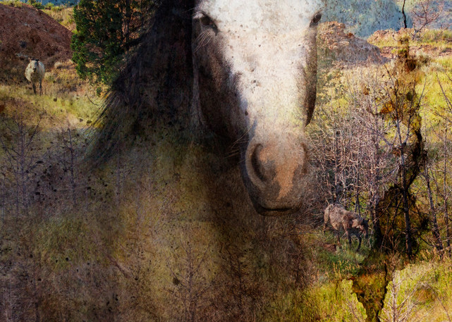 Tapestry Of Sage Photography Art | Deb Little Photography