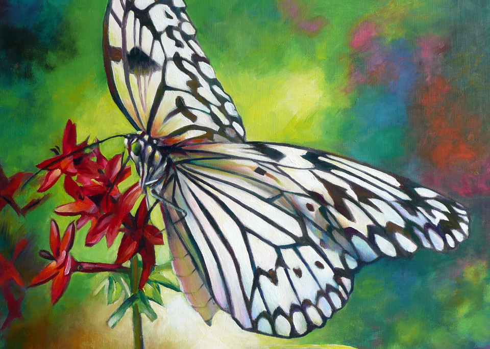 163 Idea Leuconoe Butterfly Art | Nancy Tilles
