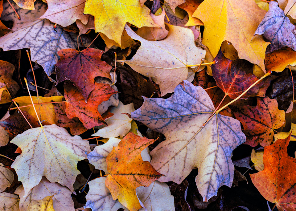 Maple Leaves Photography Art | martinalpert.com