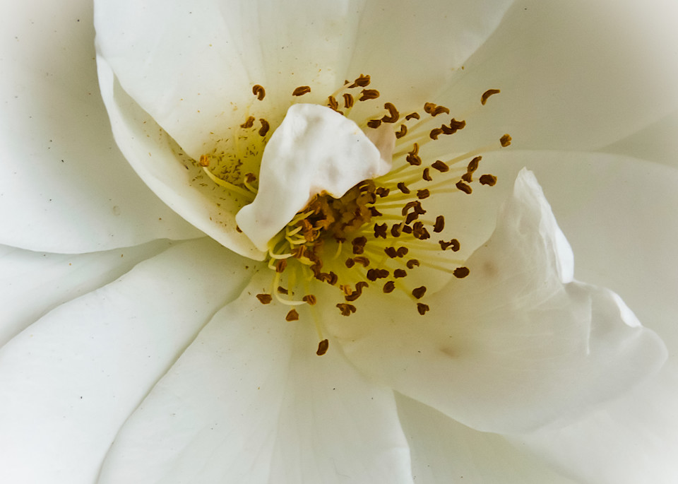 White Rose Photography Art | martinalpert.com