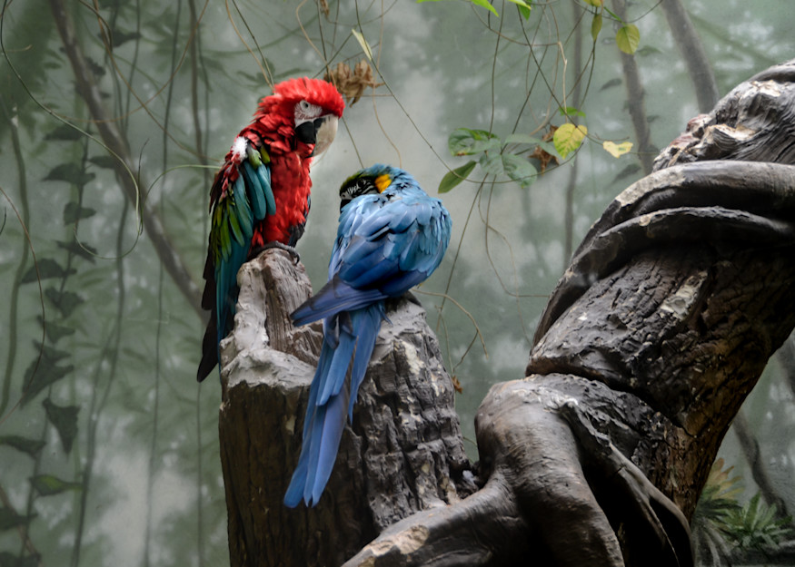 Amazon Parrots Photography Art | martinalpert.com