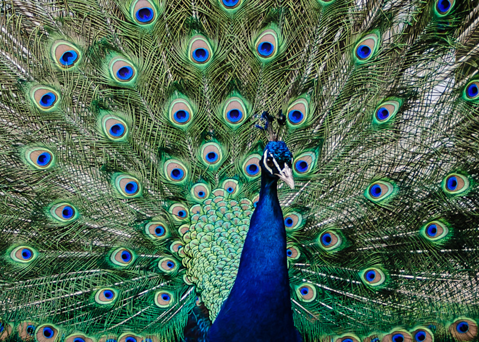 Peacock Photography Art | martinalpert.com