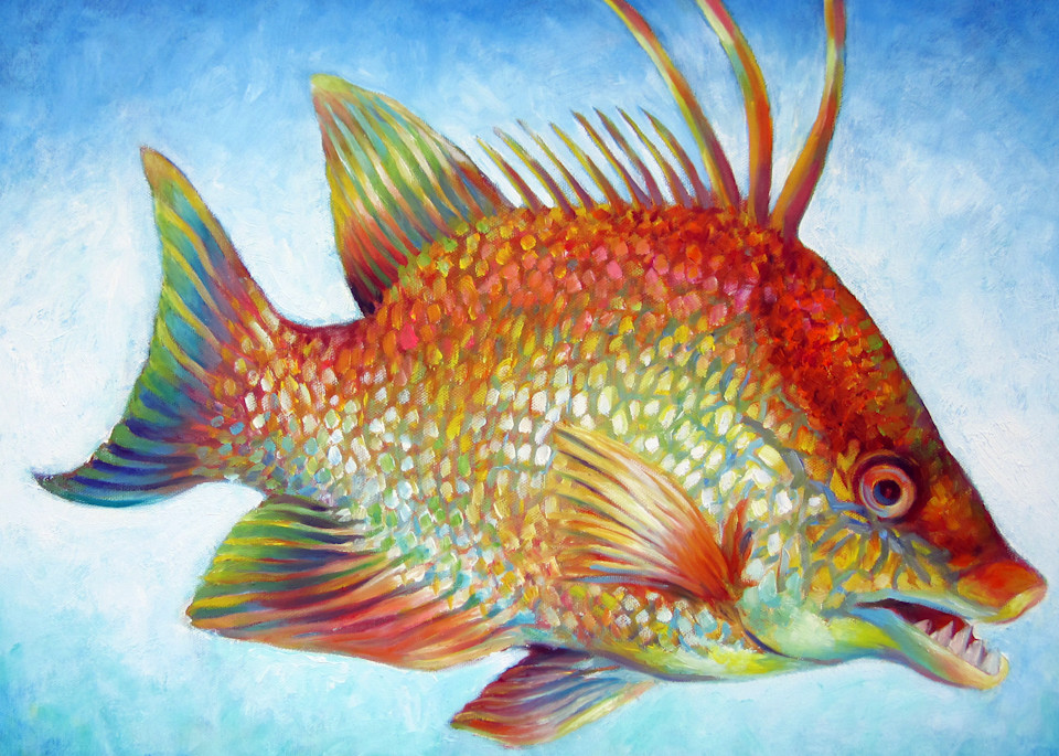 Hogfish Snapper Art | Nancy Tilles