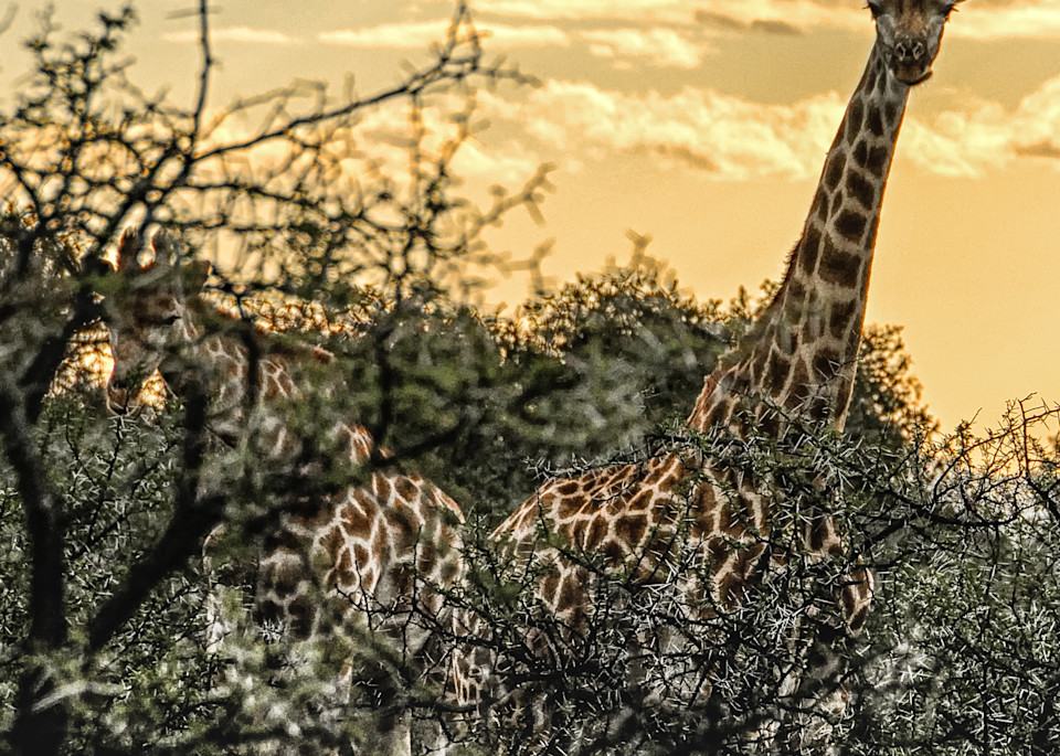 Giraffes At Sunset Photography Art | martinalpert.com