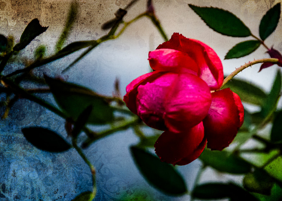 Red Rose Photography Art | martinalpert.com