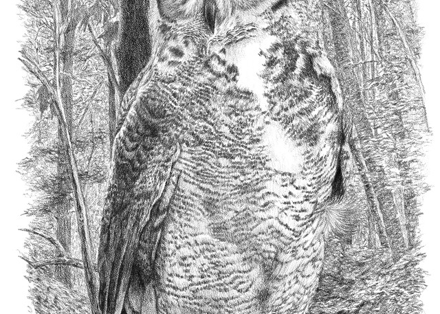 Great Horned Owl drawing by Bill Harrah, Wolf Run Studio