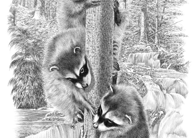 Three Young Raccoons drawing by Bill Harrah, Wolf Run Studio