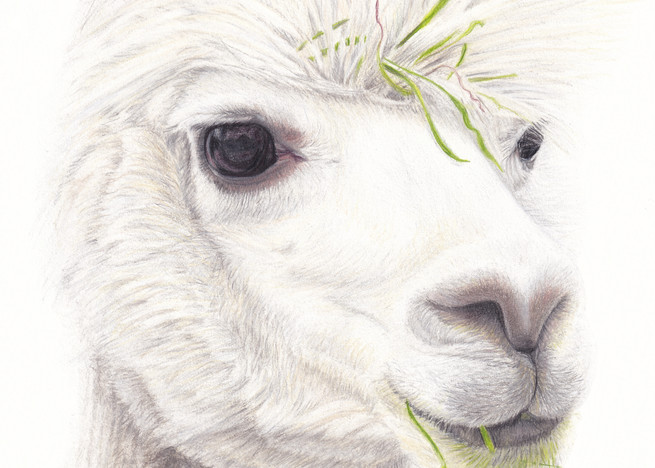 Alpaca Alert Art | Gossamer Lane Fine Art