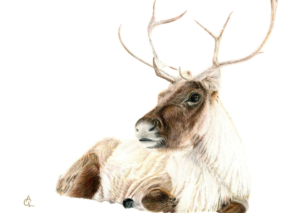 Barren Ground Caribou   "Molly's Reindeer" Art | Gossamer Lane Fine Art