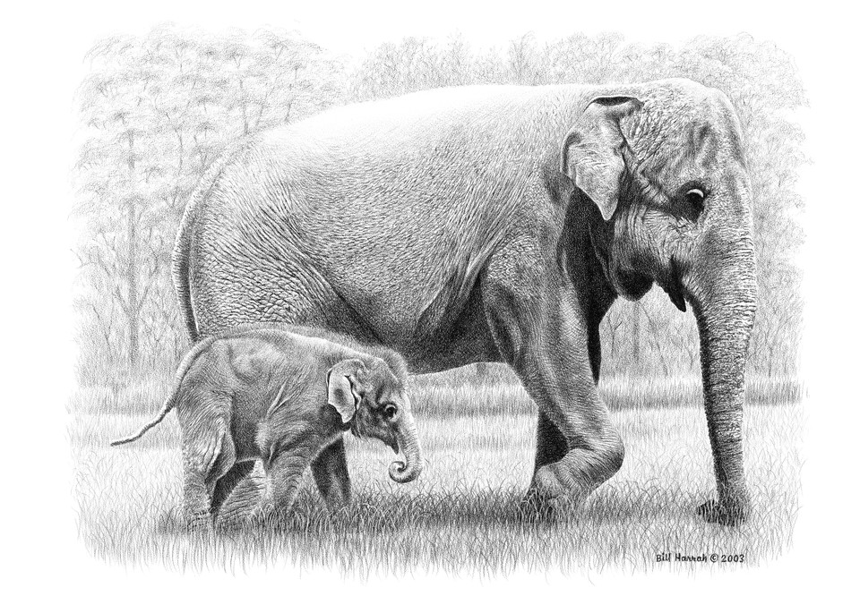 Bill Harrah drawing of an Asian Elephant Mother and Calf